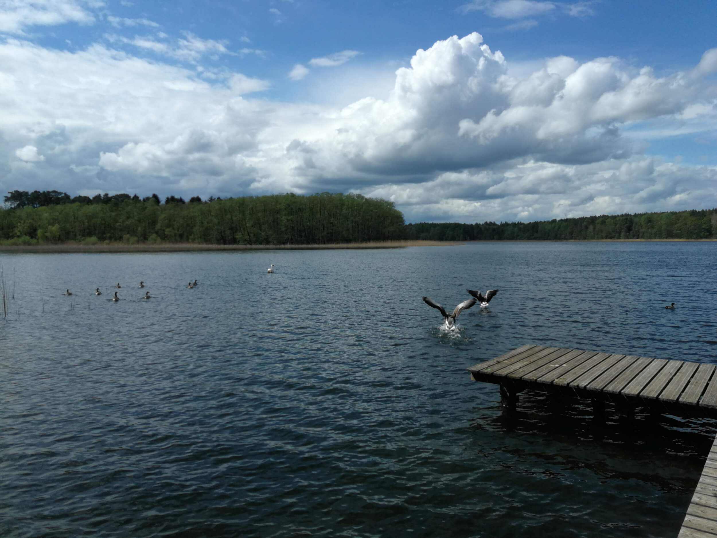 Vögel lieben den FKK Campingplatz im Frühling