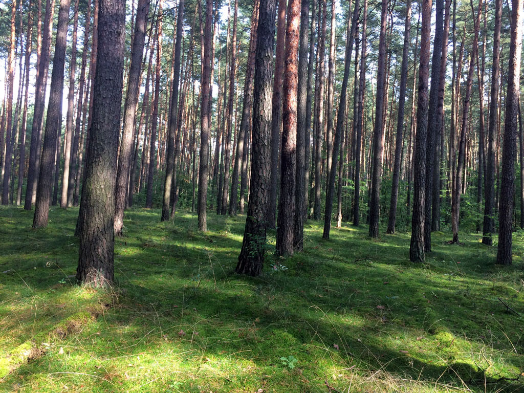 Wald Rätzsee